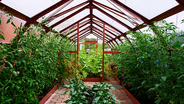 Теплица ЮГРА Рио